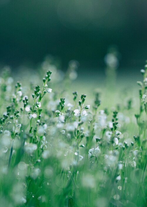 Weerklank van de stilte