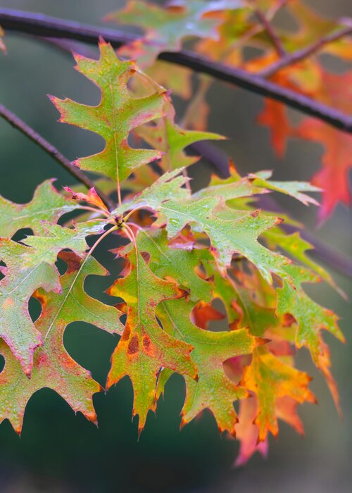 Meditatieve ochtendwandeling: herfst